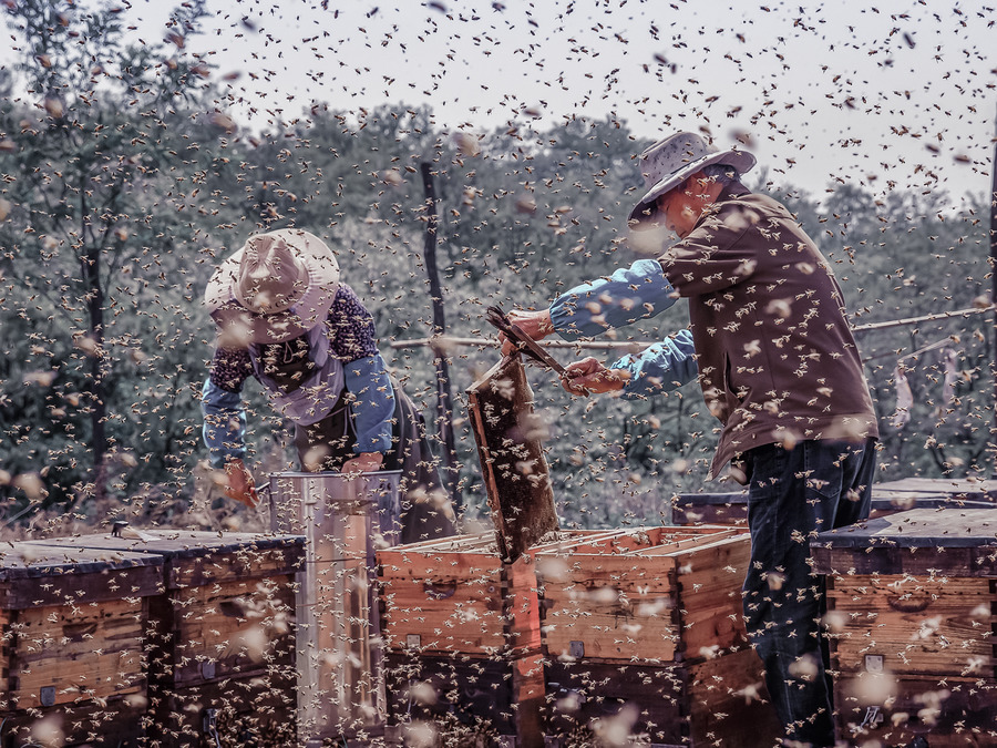 《“蜂”收在望》+摄影：胡焕丽.jpg